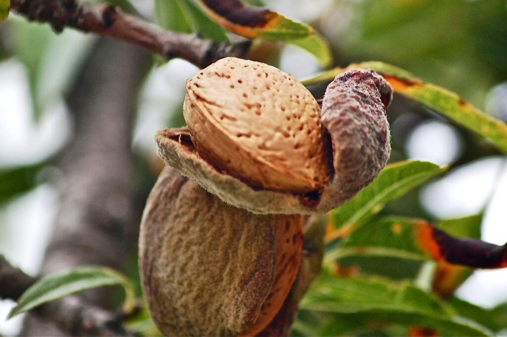 Almendras en el árbol. Foto de Fernando Espí en Pixabay