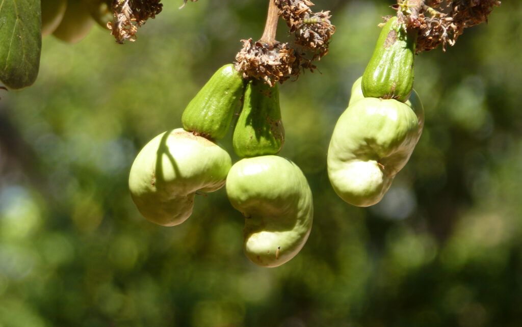 Anacardos en el árbol. Foto en Pxhere
