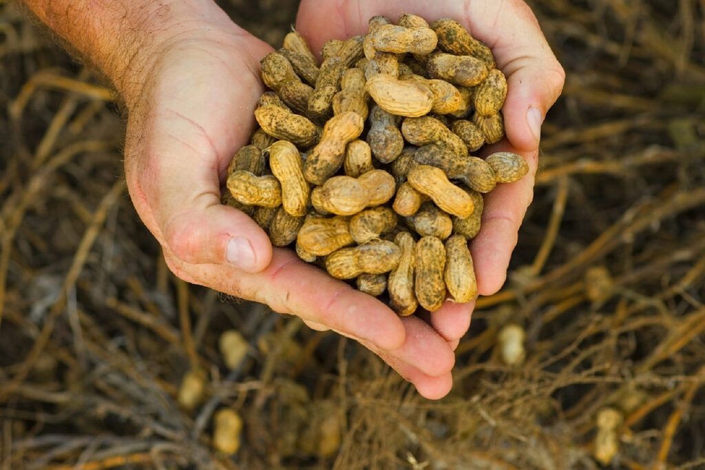 Cacahuetes recién recogidos. Foto de Pxfuel
