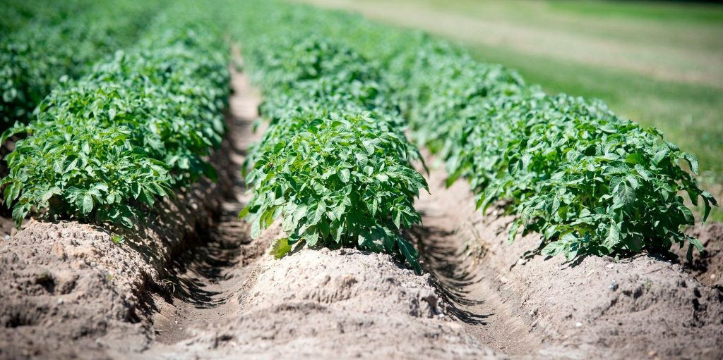 Campo de patatas. Foto de Wolfgang Ehrecke en Pixabay