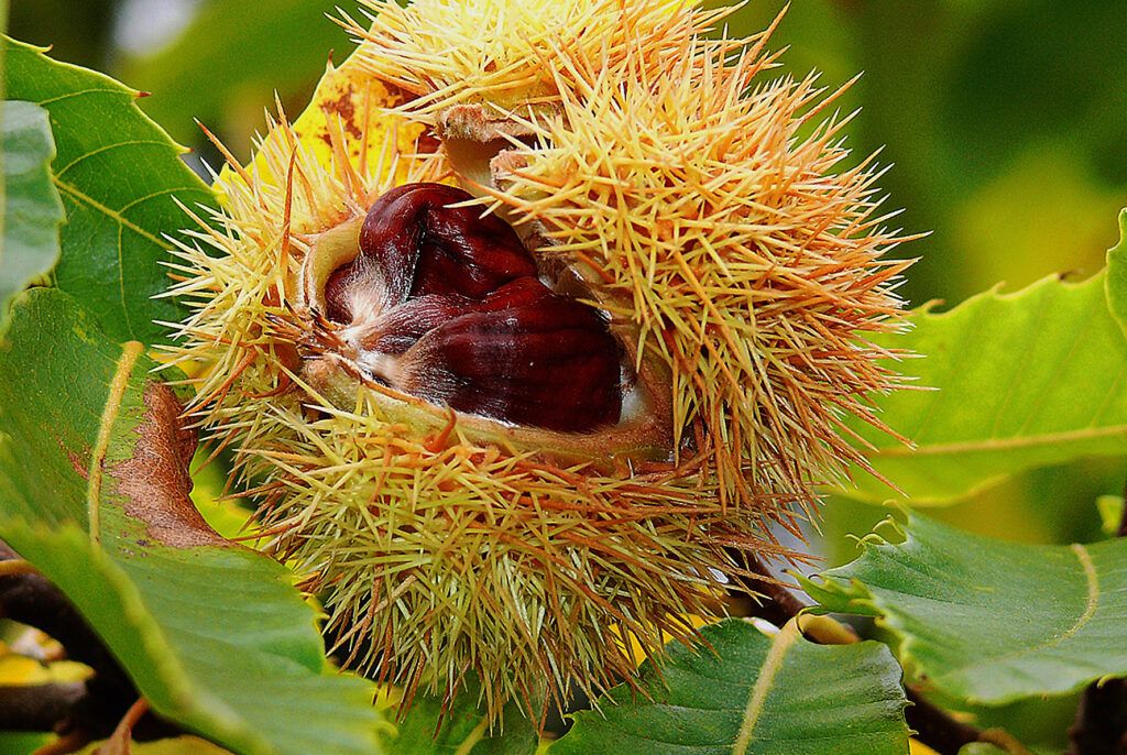 Castañas en el árbol. Foto de Pxhere