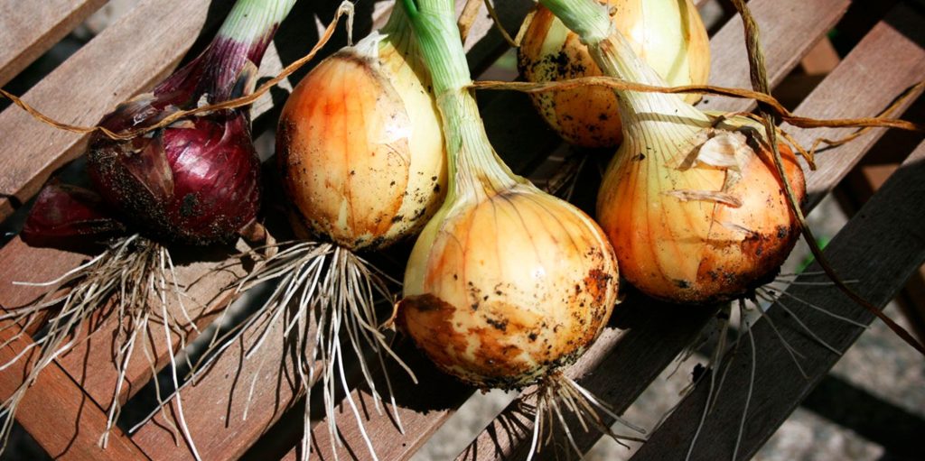 Cebollas recien recogidas del campo. Foto de Pixabay