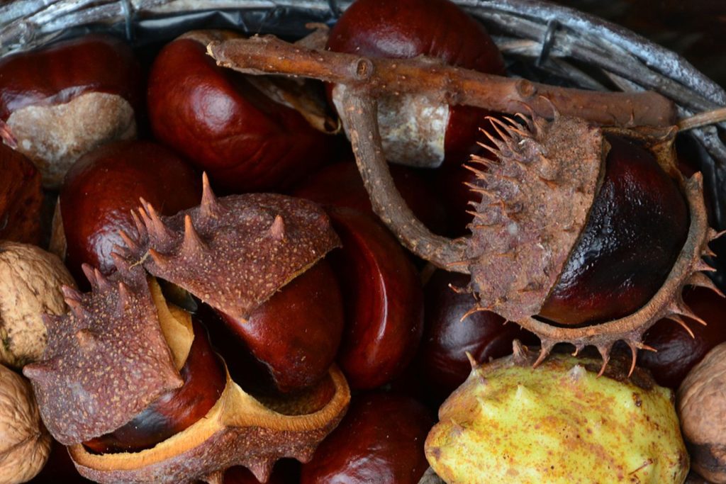 Cesta con castañas. Foto de Magyaroszág en Pixabay