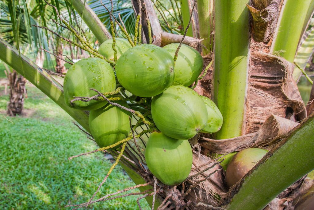 Cocos en la palmera. Foto de Tongpradit enm Pixabay
