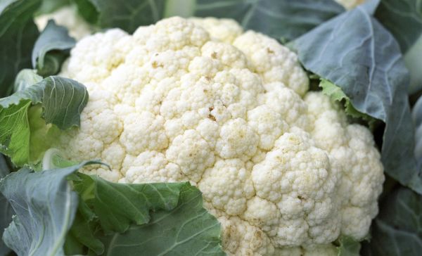 Coliflor en el campo. Foto de Coleur desde Pixabay