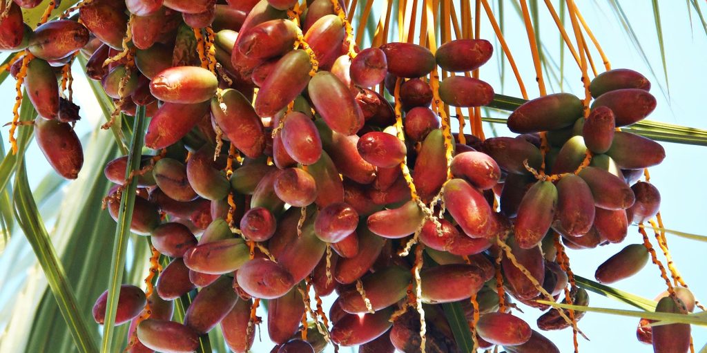Dátiles madurando en la palmera. Foto de Malubeng en Pixabay
