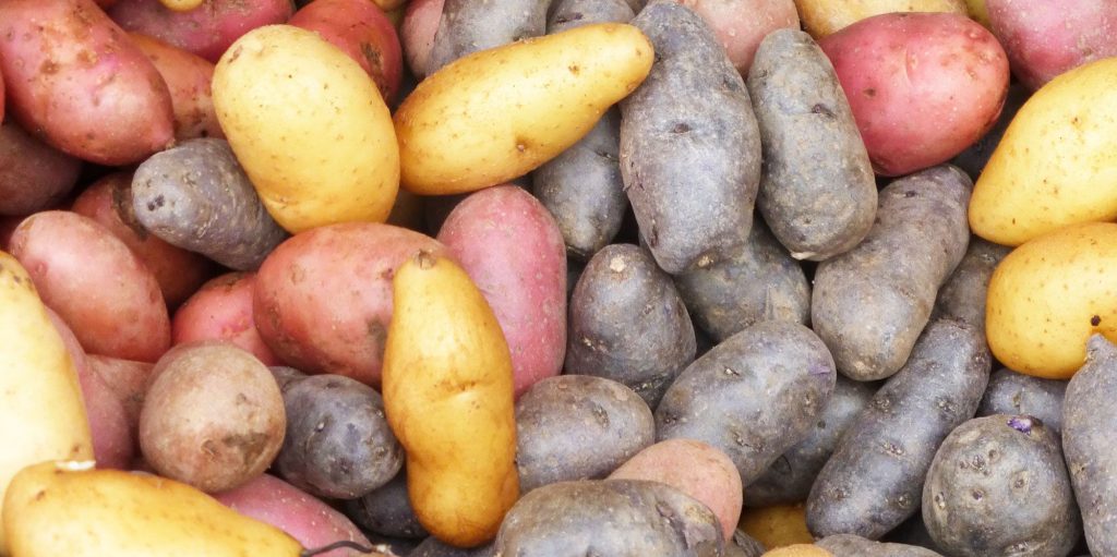 Variedad de patatas con diferentes colores de piel. Foto propia