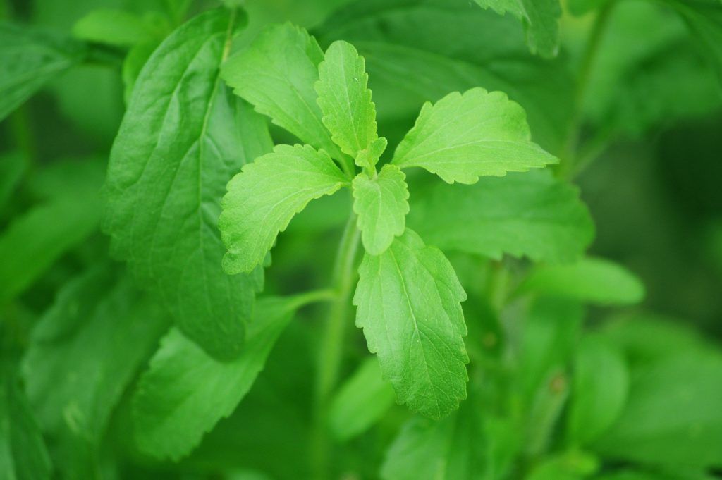 Hojas de Stevia. Foto de Pixabay.