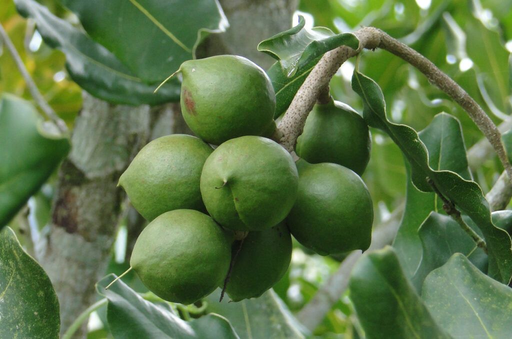 Nueces de Macadamia en el árbol. Foto de Fabio Romero en Pixabay