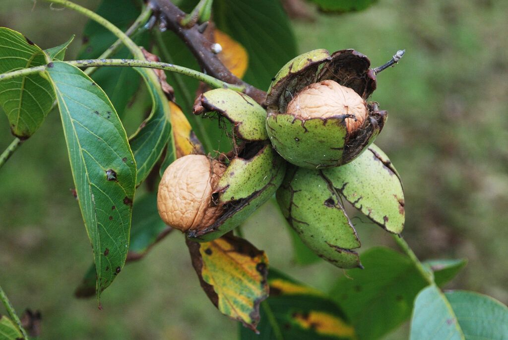 Nueces en el árbol. Foto de Piqsels
