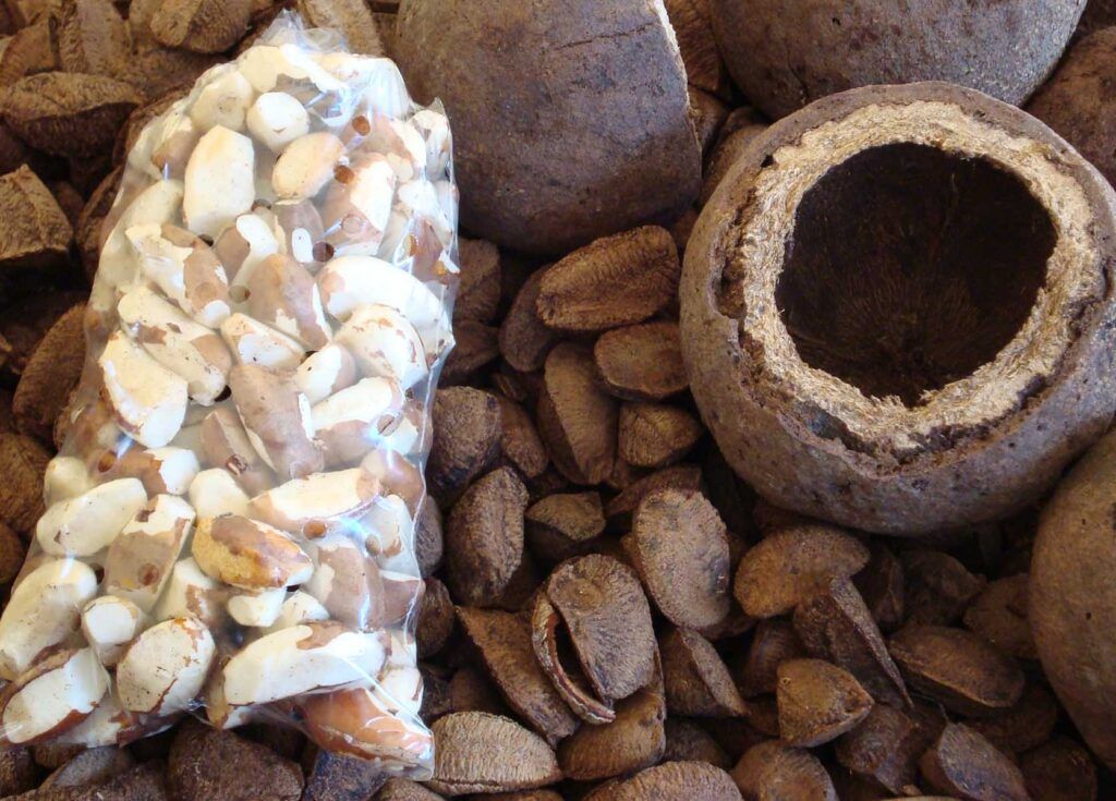 Nuez de brasil fruto, semillas con cáscara y peladas. Foto de P.S. Sena en Wikimedia