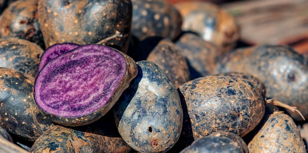 Patatas moradas que se van viendo cada vez más. Foto de IlonaF en Pixabay
