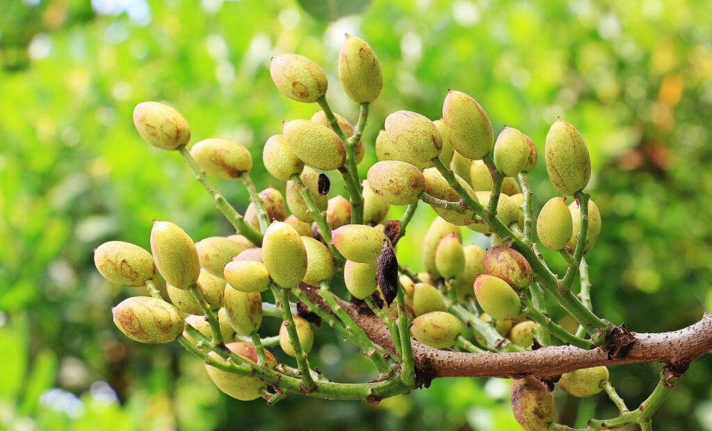 Pistachos en el árbol. Foto de S. Hermann & F. Richter en Pxabay