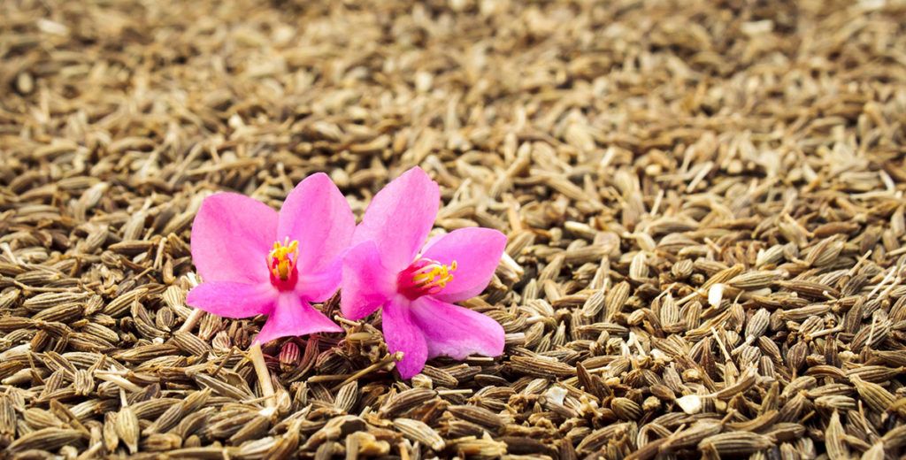Semillas y flores de comino. Foto de Azwar Thaufeeq en Pixabay